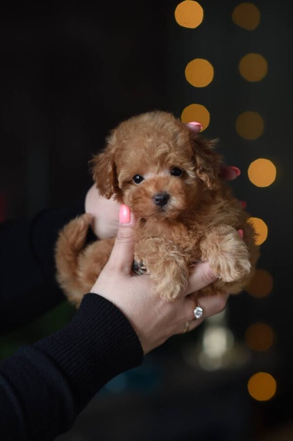 Milo – Incredibly Sweet Toy Poodle Boy