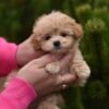 Leo – Stunning Mini Maltipoo Boy