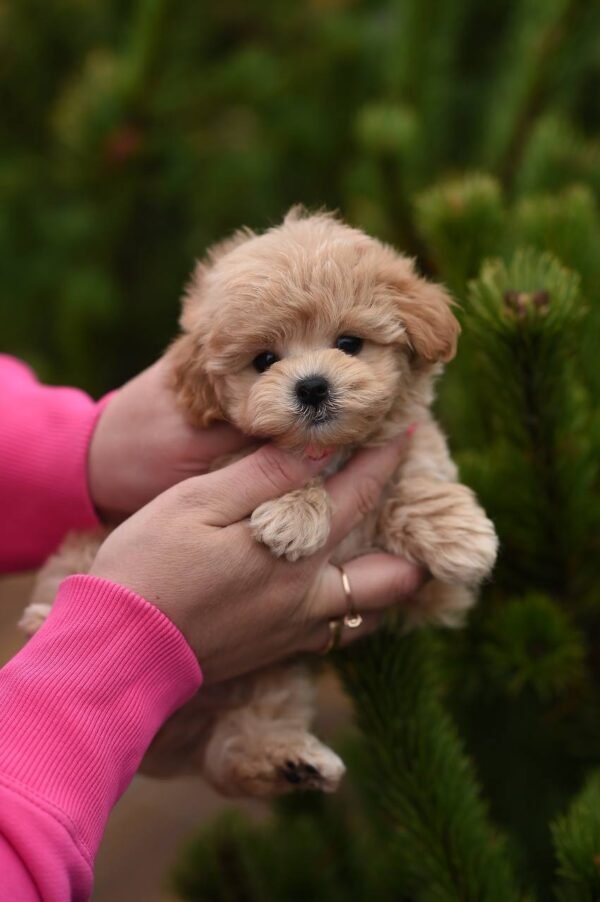 julie pride Leo – Stunning Mini Maltipoo Boy