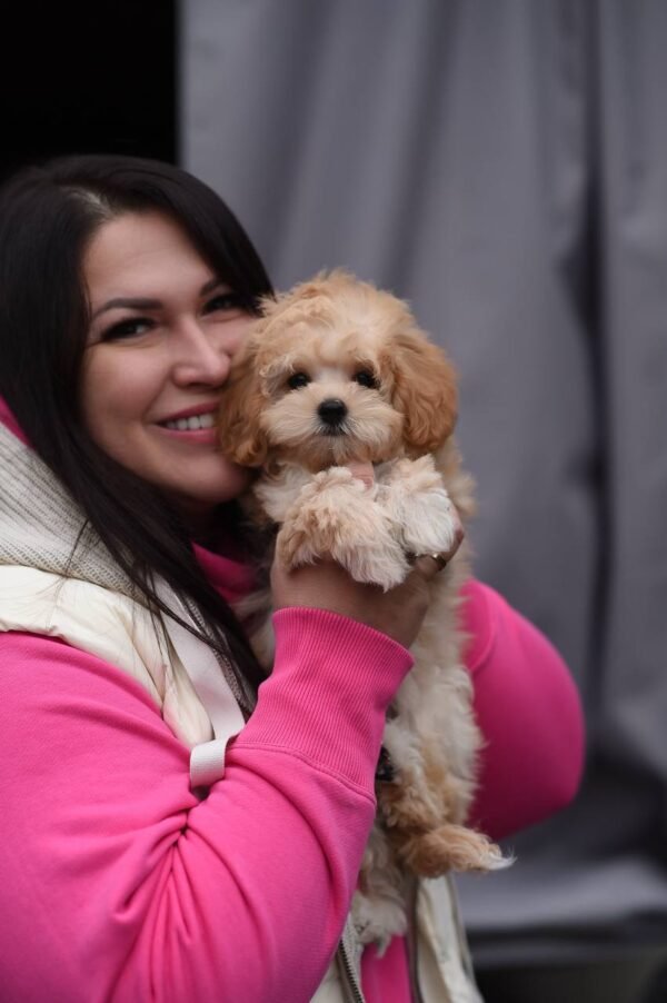 Mila – Sweet Mini Maltipoo Girl