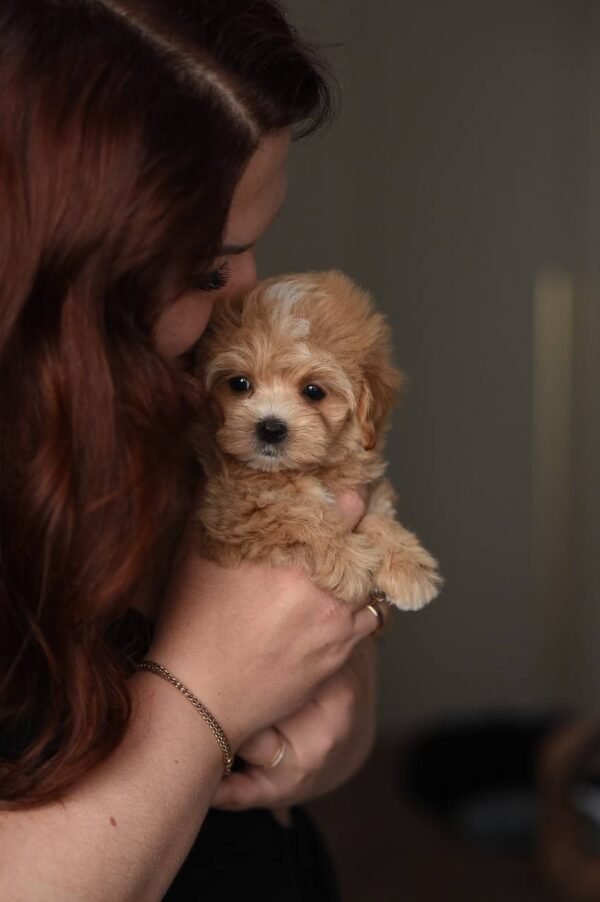 Nala, Mini Puppy Girl for Adoption