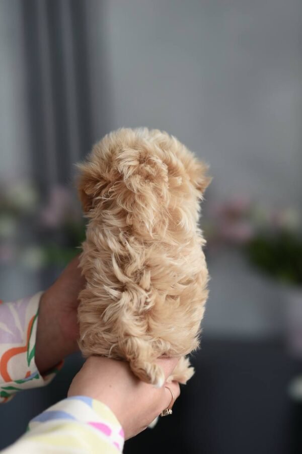 julie pride's maltipoos Ollie - Incredibly Handsome Mini Puppy Boy