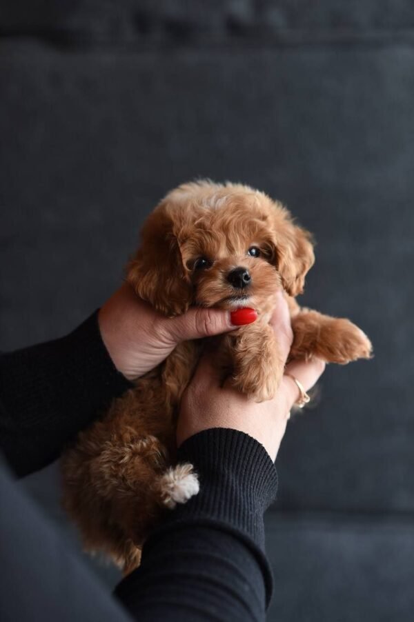 Sonny Fantastic Puppy Boy