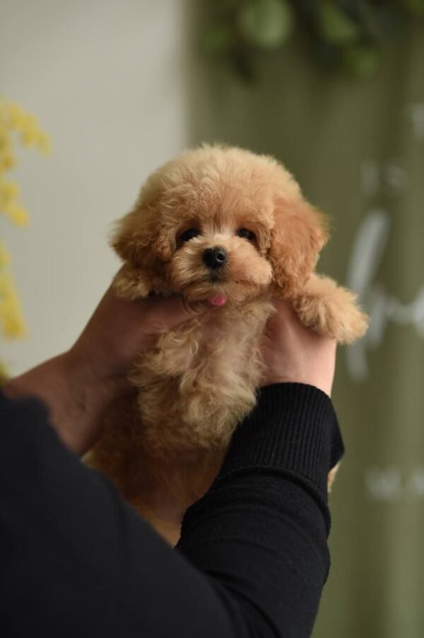 Rosie – Fantastic Plush Teddy Bear Girl 🧸