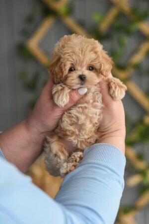 Lily – Incredible Micro Puppy Girl