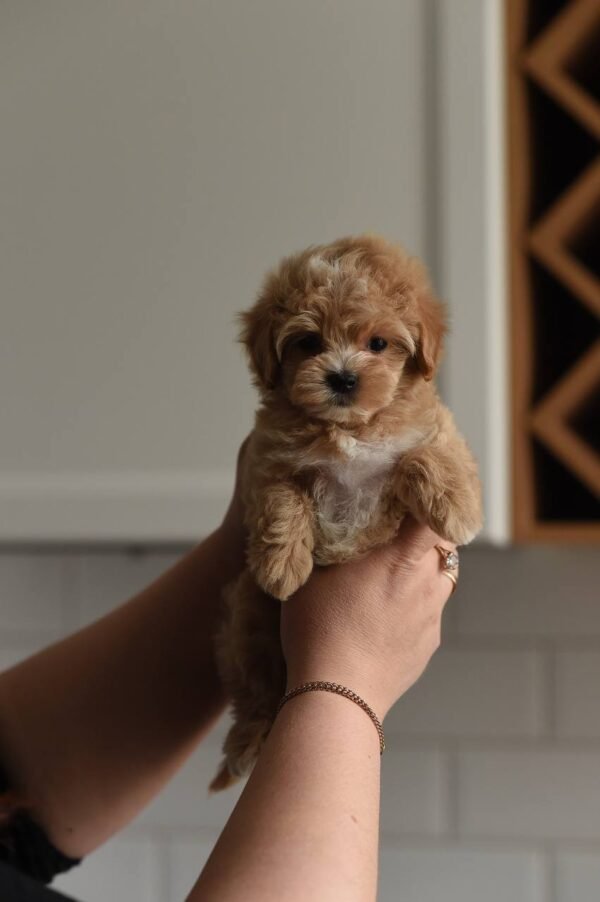 Nala, Mini Puppy Girl for Adoption