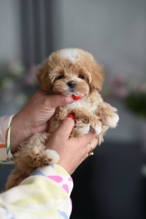 Ollie - Incredibly Handsome Mini Puppy Boy