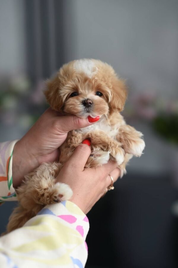 julie pride's maltipoos Ollie - Incredibly Handsome Mini Puppy Boy