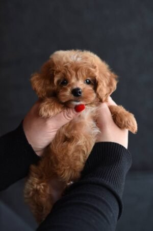 Sonny Fantastic Puppy Boy