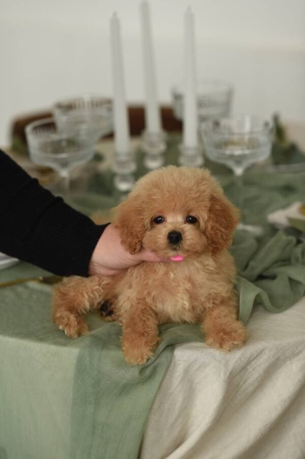 Rosie – Fantastic Plush Teddy Bear Girl 🧸