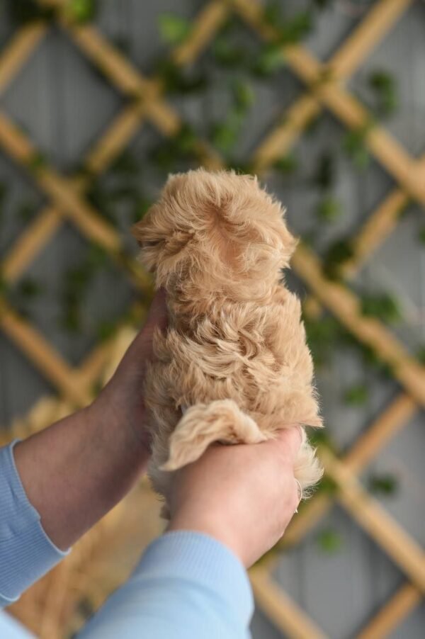 julie pride's maltipoos Lily β Incredible Micro Puppy Girl