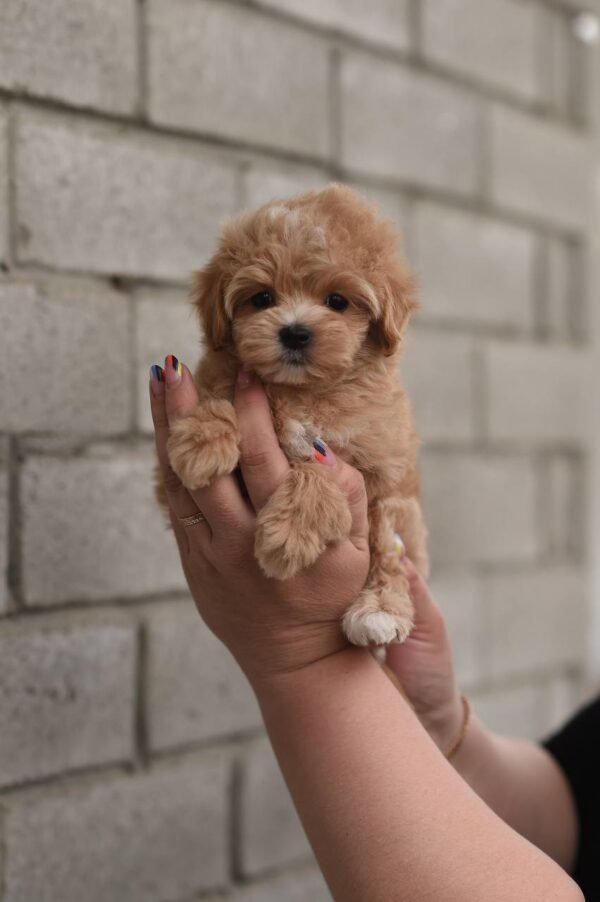 julie pride Nala, Mini Puppy Girl for Adoption