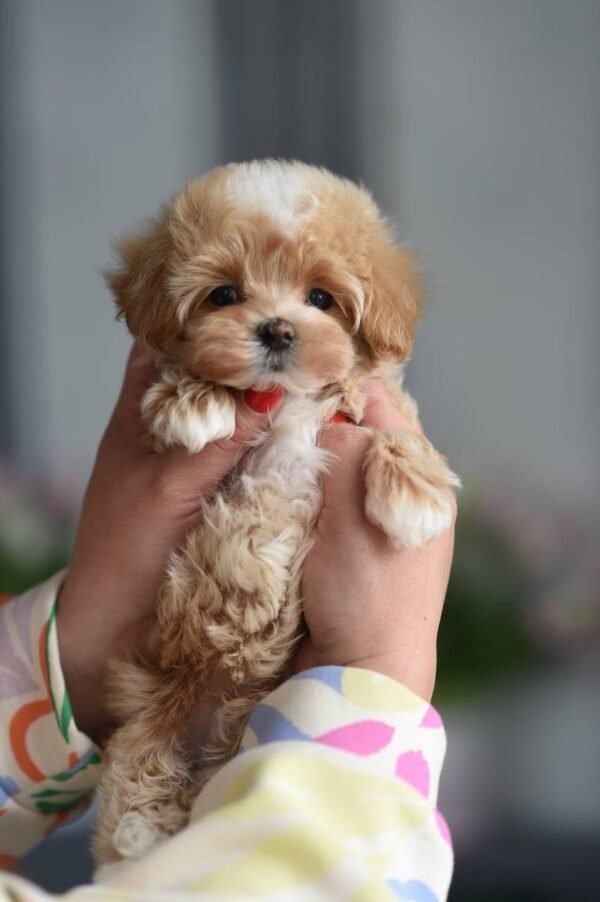 Ollie - Incredibly Handsome Mini Puppy Boy