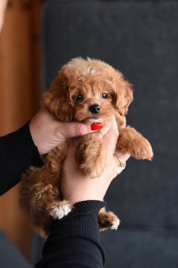 julie pride's maltipoos Sonny Fantastic Puppy Boy