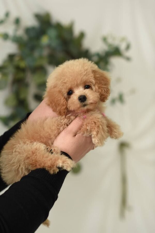 julie pride's maltipoos Rosie – Fantastic Plush Teddy Bear Girl 🧸