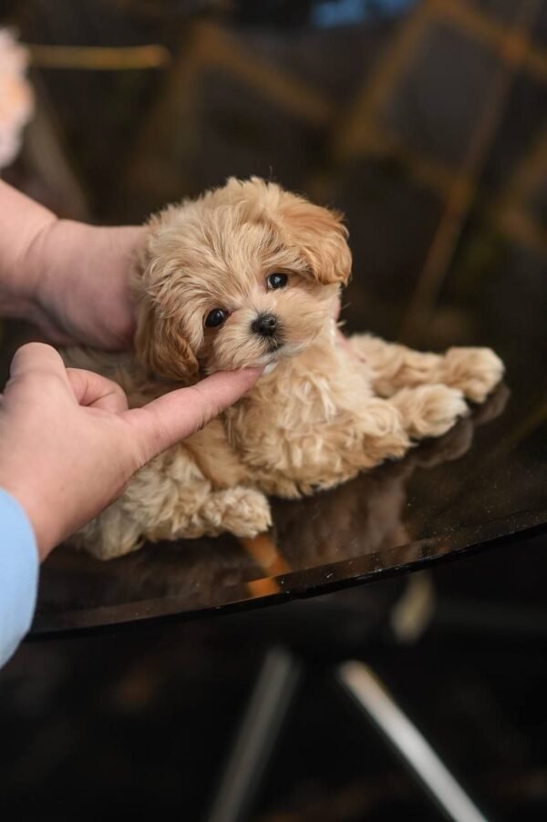 Lily – Incredible Micro Puppy Girl