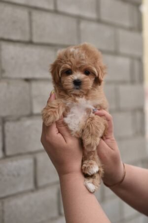 Nala, Mini Puppy Girl for Adoption