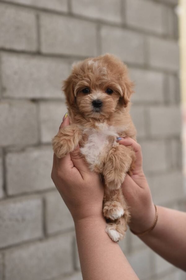 Nala, Mini Puppy Girl for Adoption