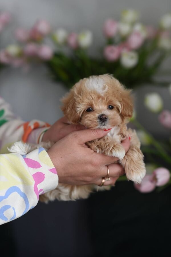 Ollie - Incredibly Handsome Mini Puppy Boy