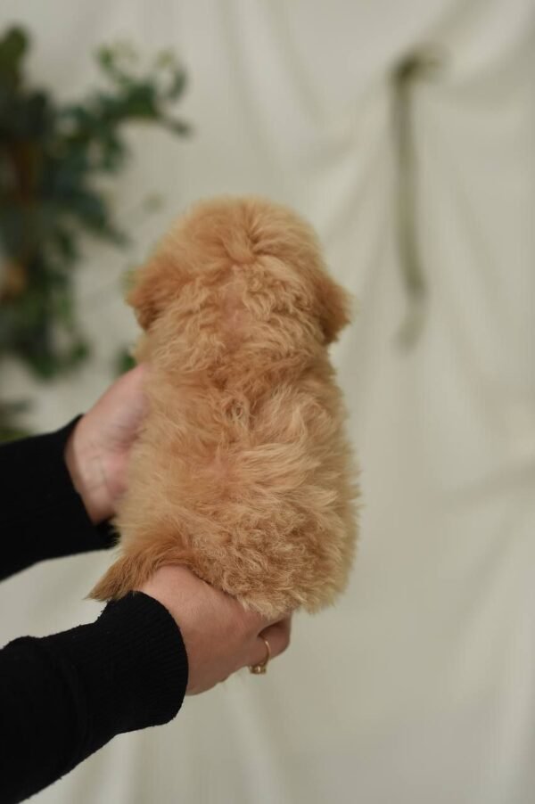 Rosie – Fantastic Plush Teddy Bear Girl 🧸