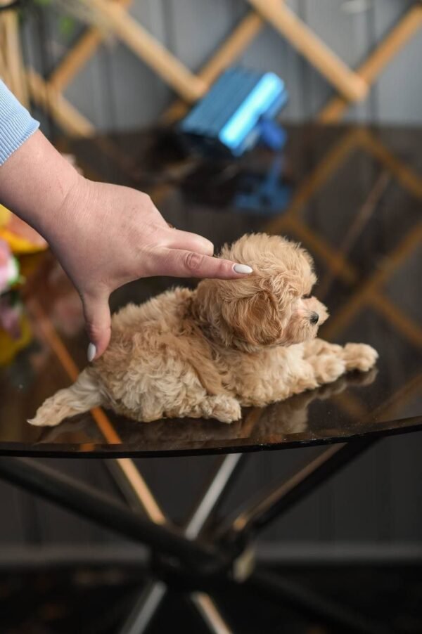 julie pride's maltipoos Lily β Incredible Micro Puppy Girl